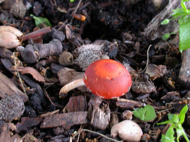 Stropharia aurantiaca